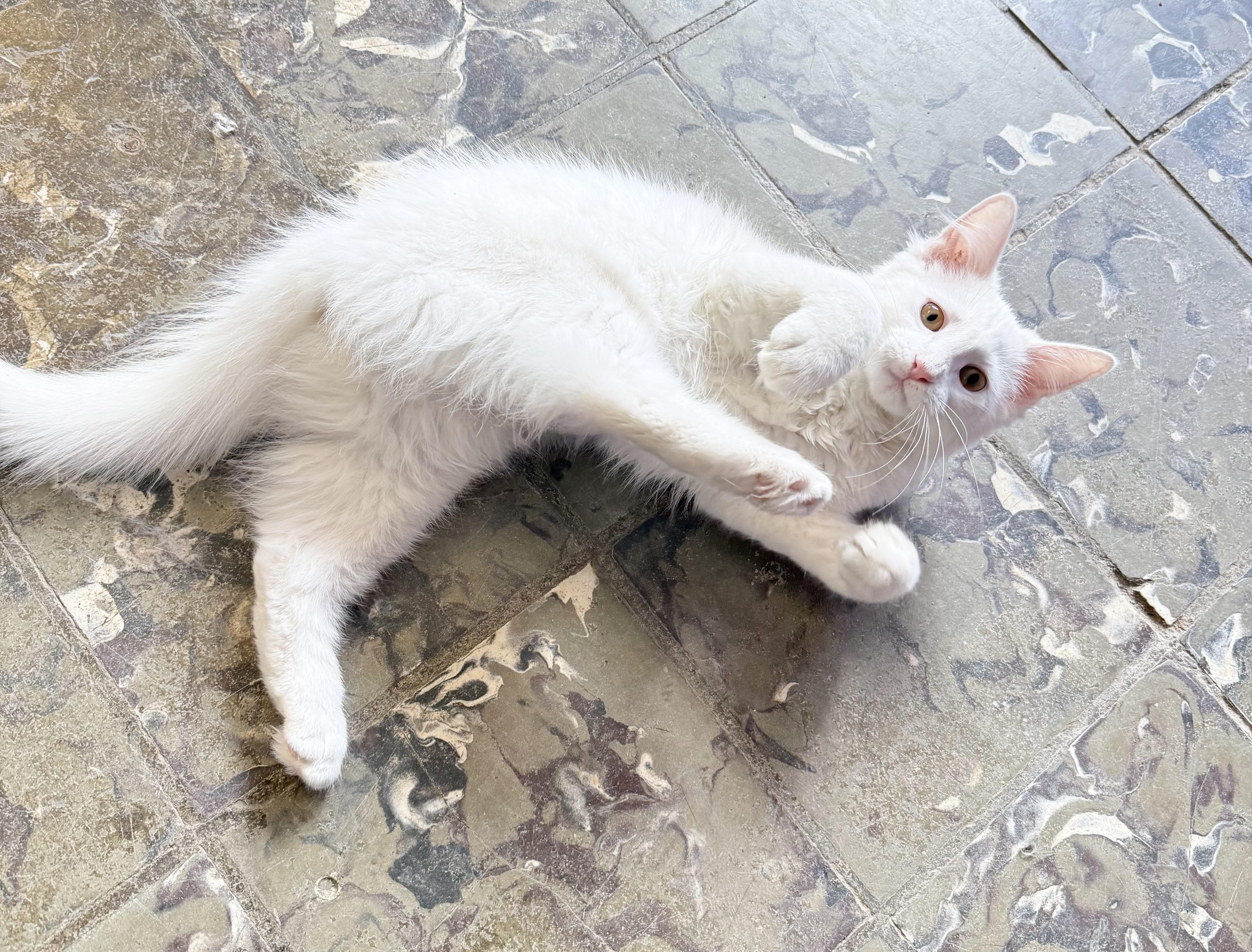 Peppa, an adopted Domestic Medium Hair in Hamburg, NY image 2/2