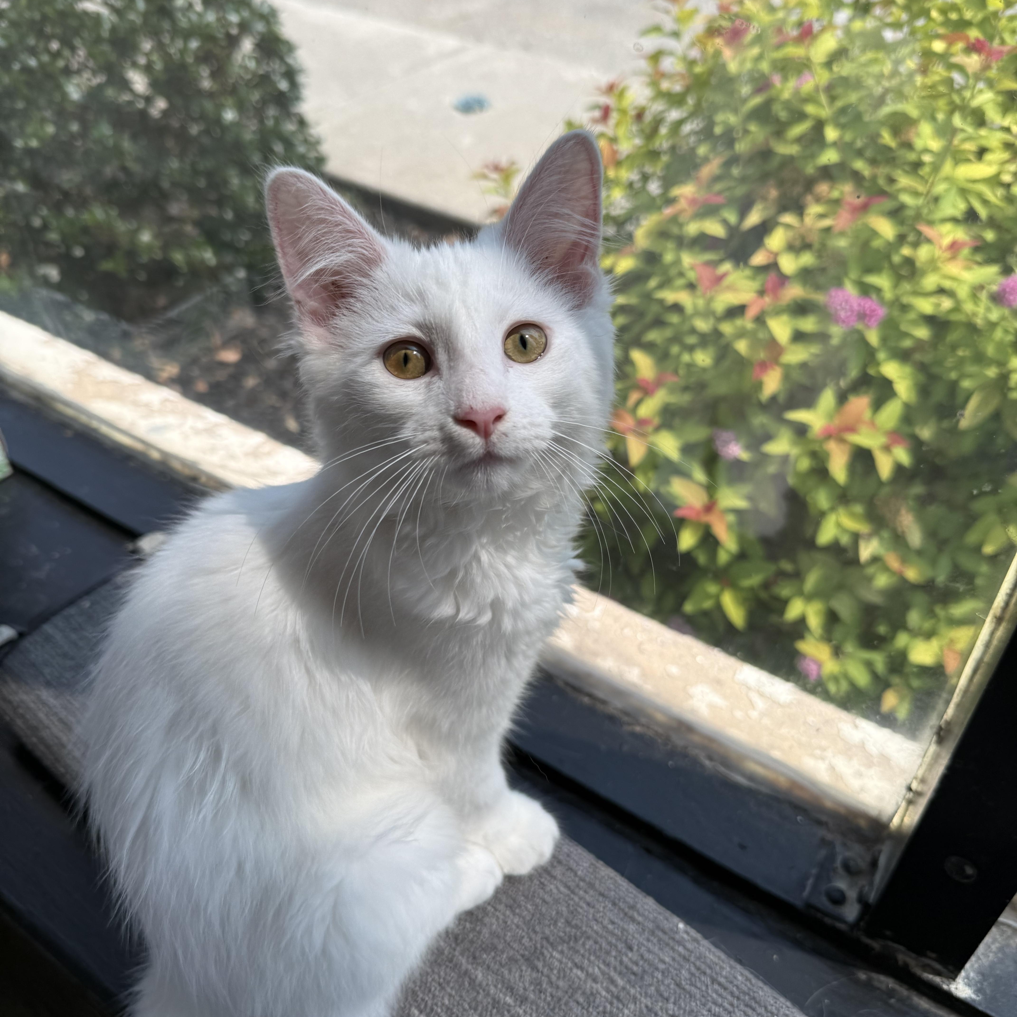 Peppa, adopted, Kitten Female Domestic Medium Hair.