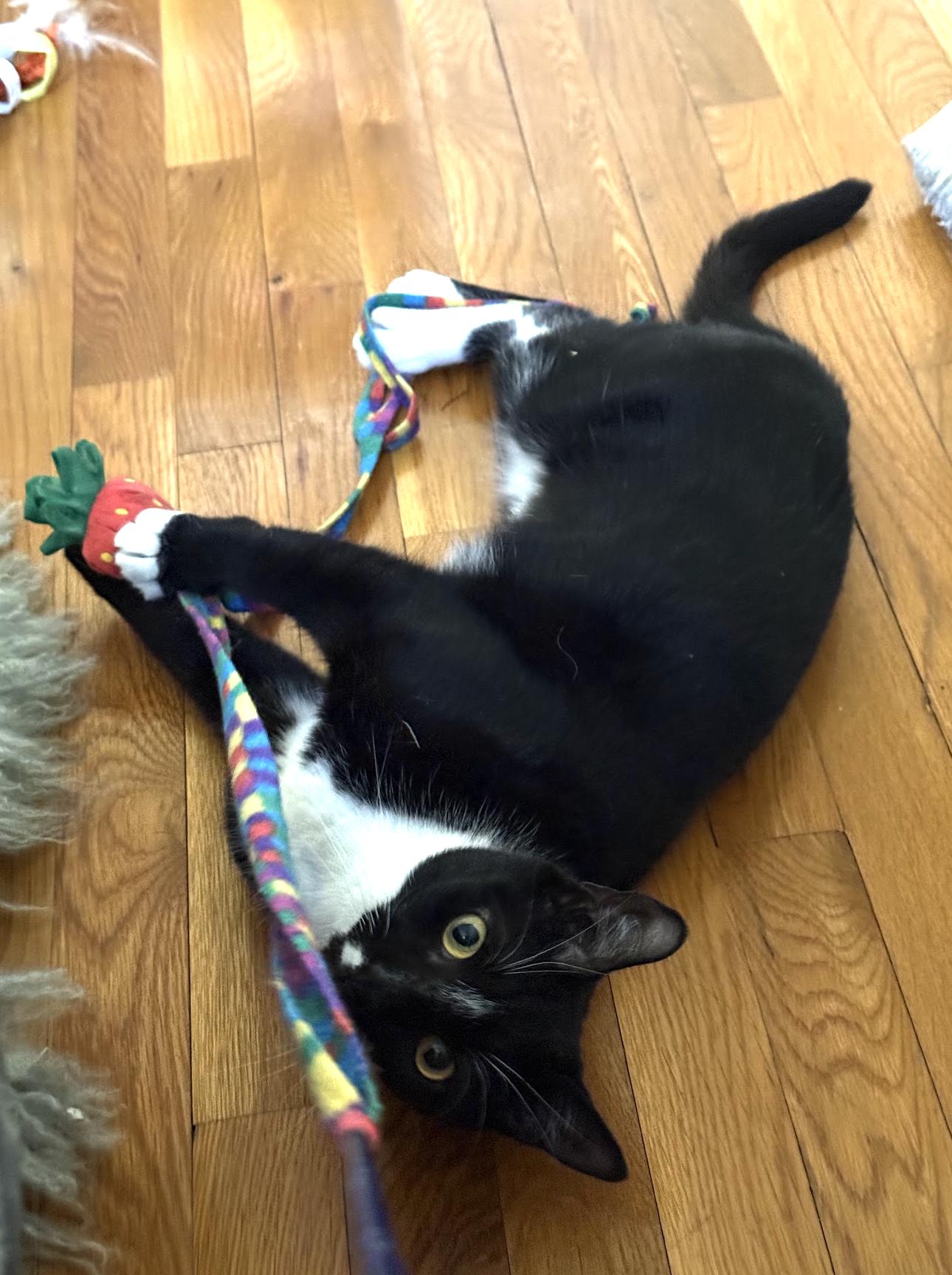 Enlarge Gorgeous Baby G, a Adoptable Domestic Short Hair in brooklyn, NY image 1/6