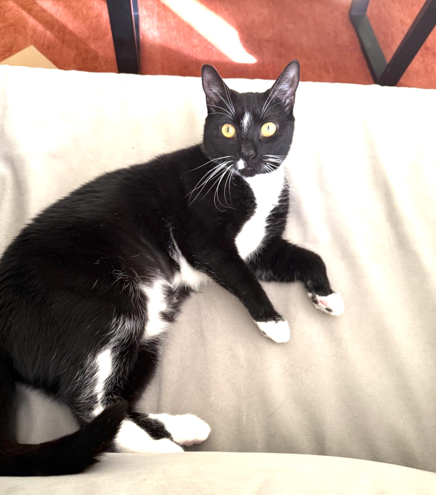 Enlarge Gorgeous Baby G, a Adoptable Domestic Short Hair in brooklyn, NY image 3/6