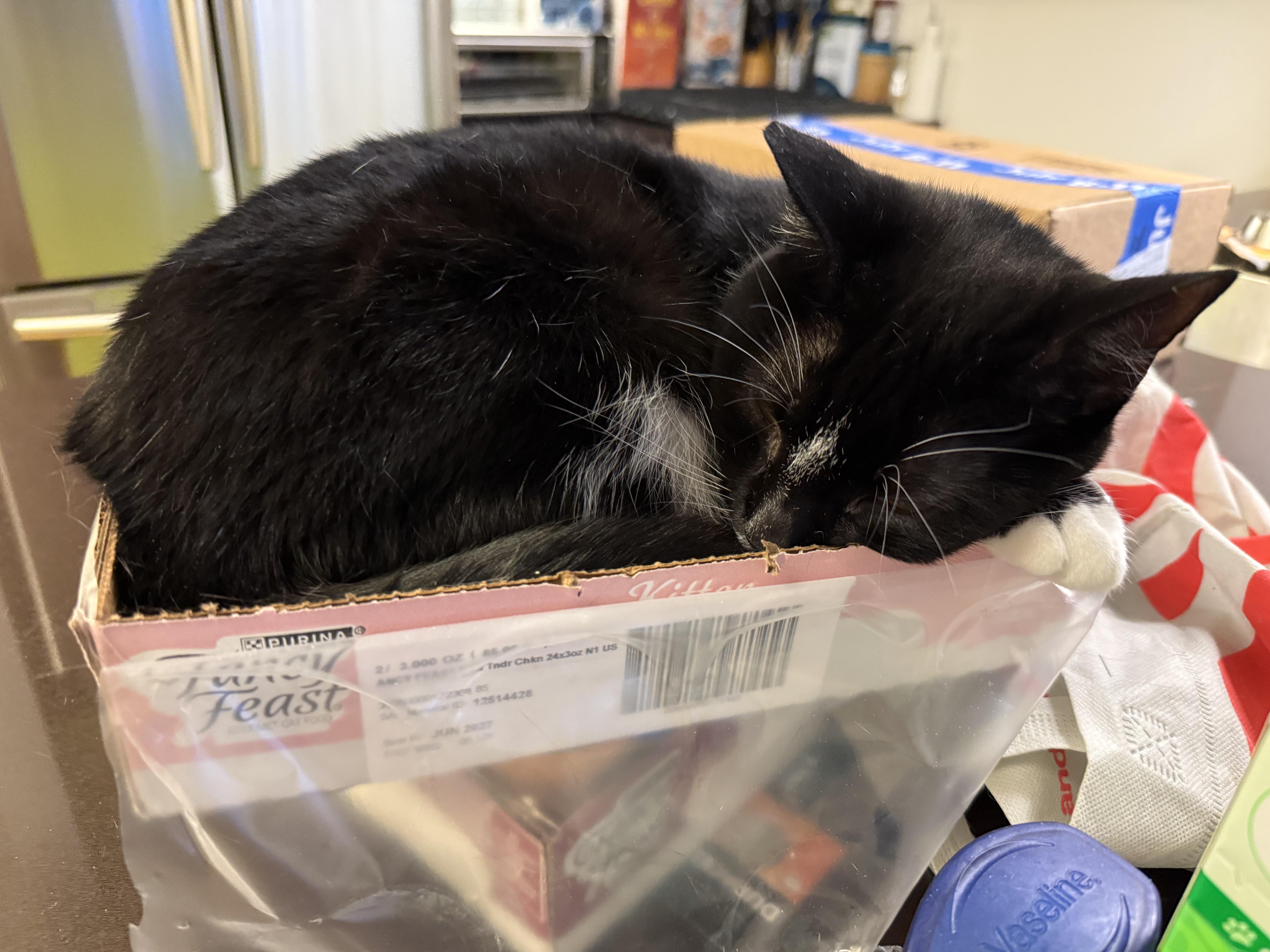 Enlarge Gorgeous Baby G, a Adoptable Domestic Short Hair in brooklyn, NY image 4/6