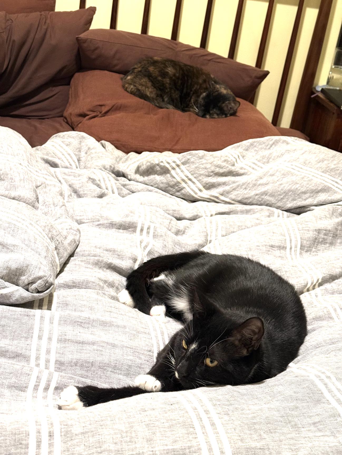 Enlarge Gorgeous Baby G, a Adoptable Domestic Short Hair in brooklyn, NY image 5/6