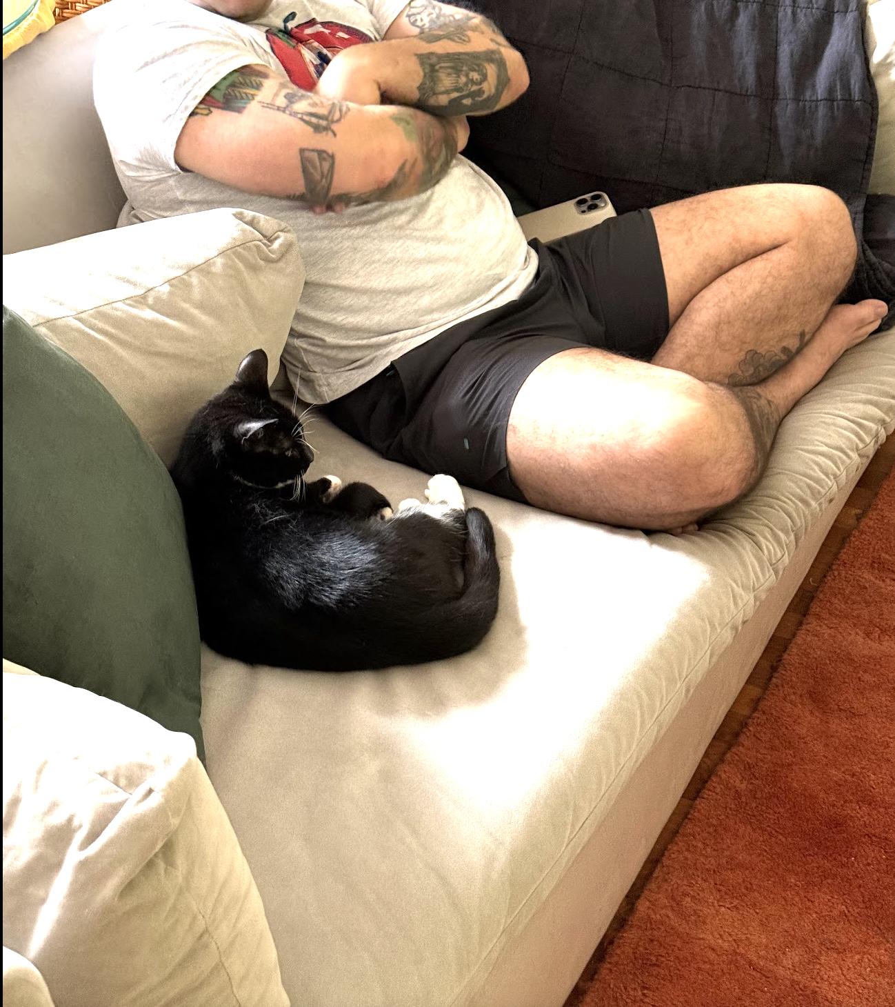 Enlarge Gorgeous Baby G, a Adoptable Domestic Short Hair in brooklyn, NY image 6/6