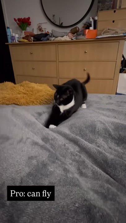 Enlarge Gorgeous Baby G, a Adoptable Domestic Short Hair in brooklyn, NY video 2/6