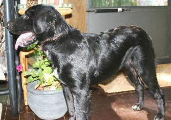 PUPPY MILLIE, Adopted, Young Female Black Labrador Retriever.