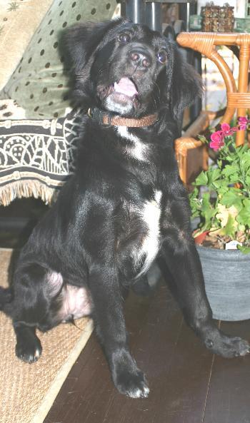 PUPPY MILLIE, a Adopted Black Labrador Retriever in Franklin, TN image 2/3