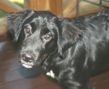PUPPY MILLIE, a Adopted Black Labrador Retriever in Franklin, TN image 3/3