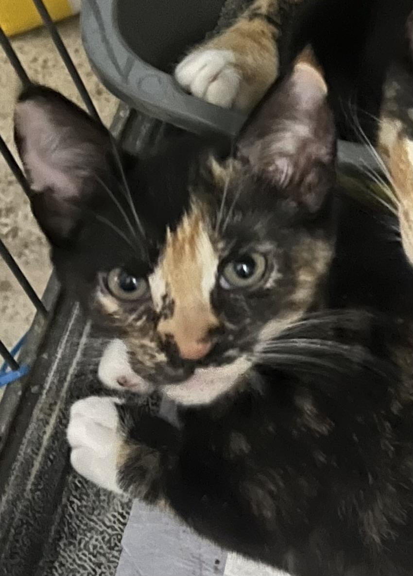 Enlarge Java & Shelby, an adopted Tortoiseshell in Ormond beach, FL image 1/2