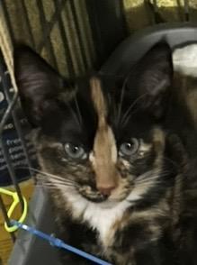 Enlarge Java & Shelby, an adopted Tortoiseshell in Ormond beach, FL image 2/2