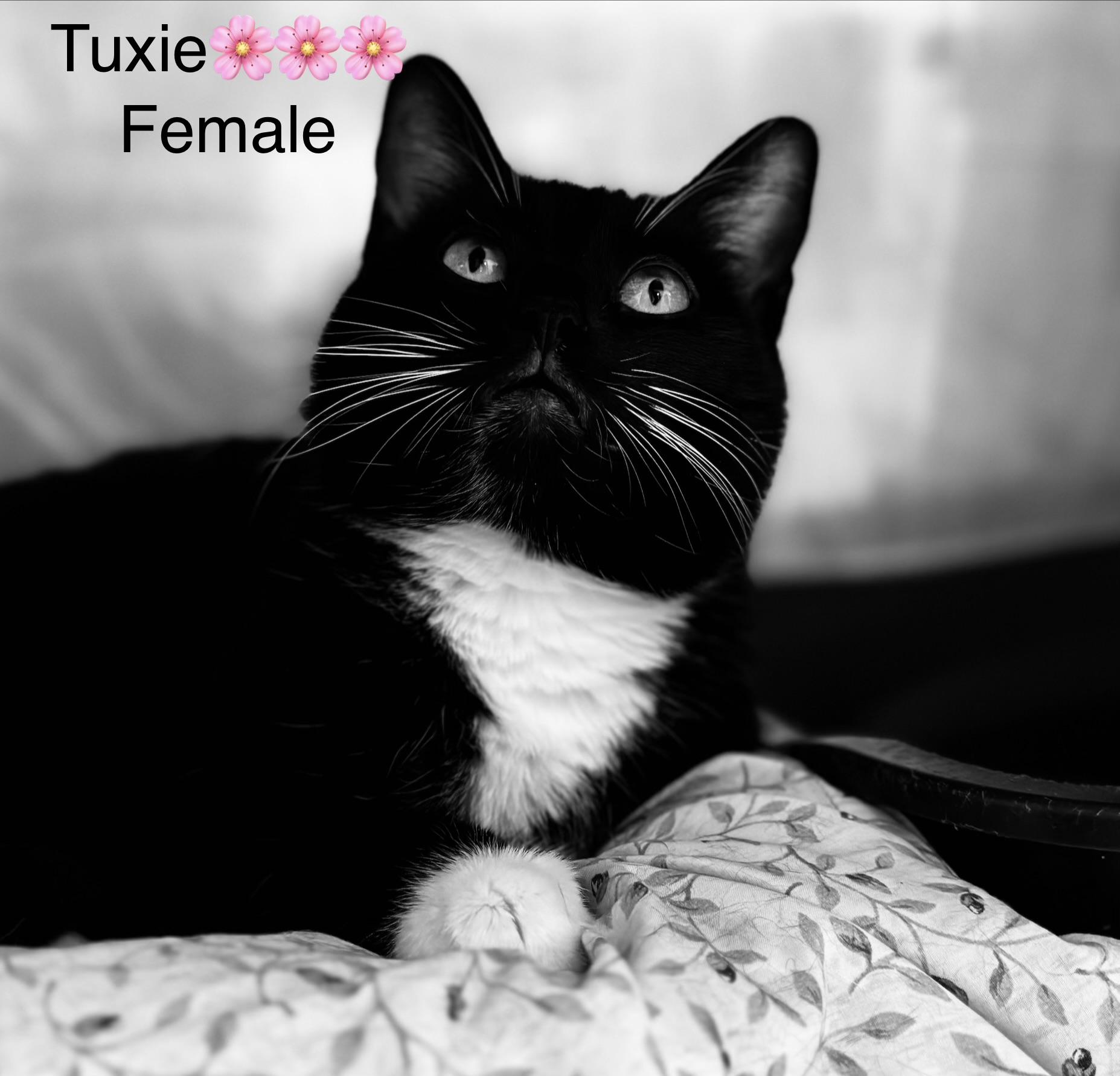 Enlarge Tuxie, a ADOPTABLE mixed breed in Calais, ME image 3/3