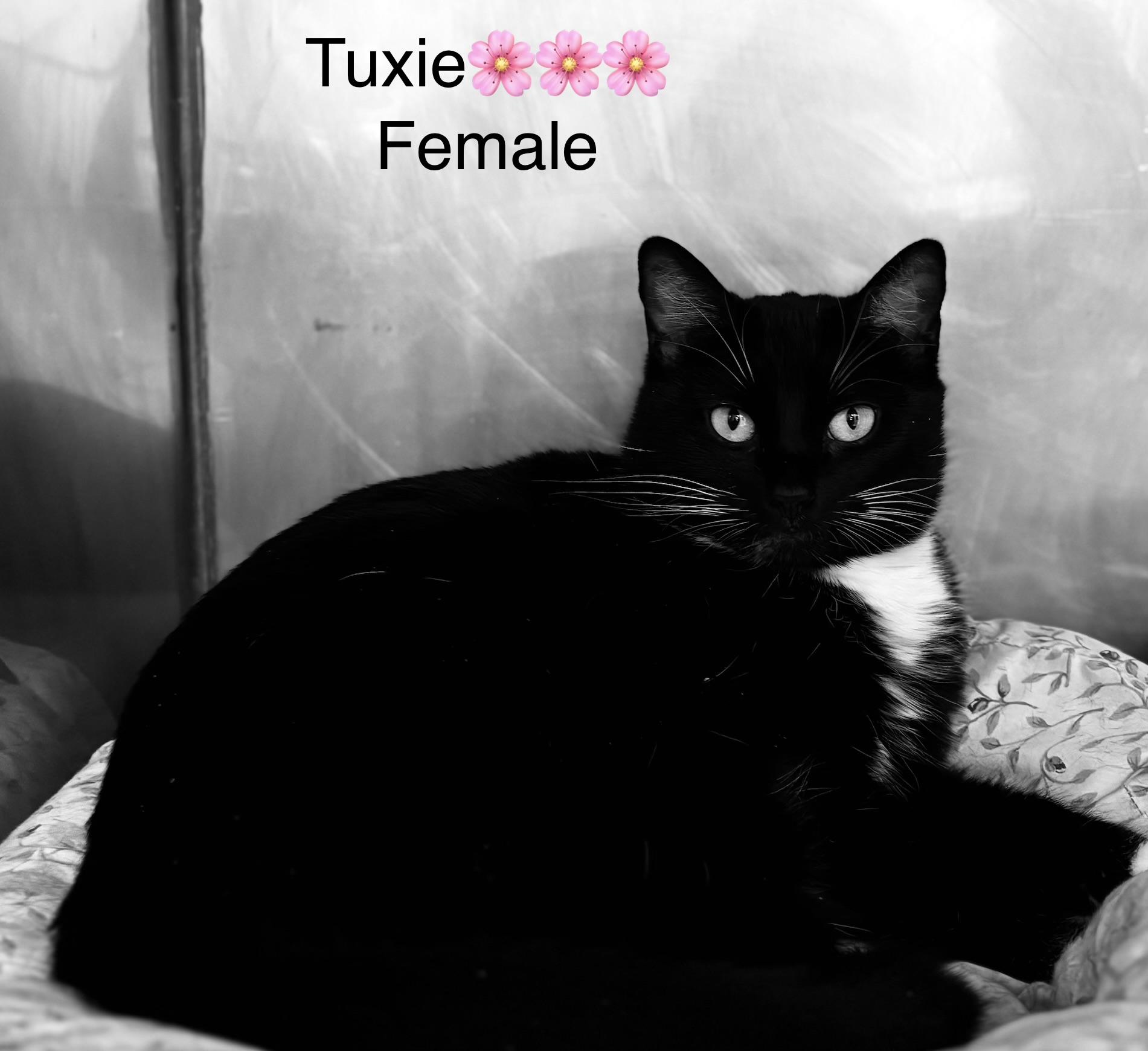 Enlarge Tuxie, a ADOPTABLE mixed breed in Calais, ME image 2/3