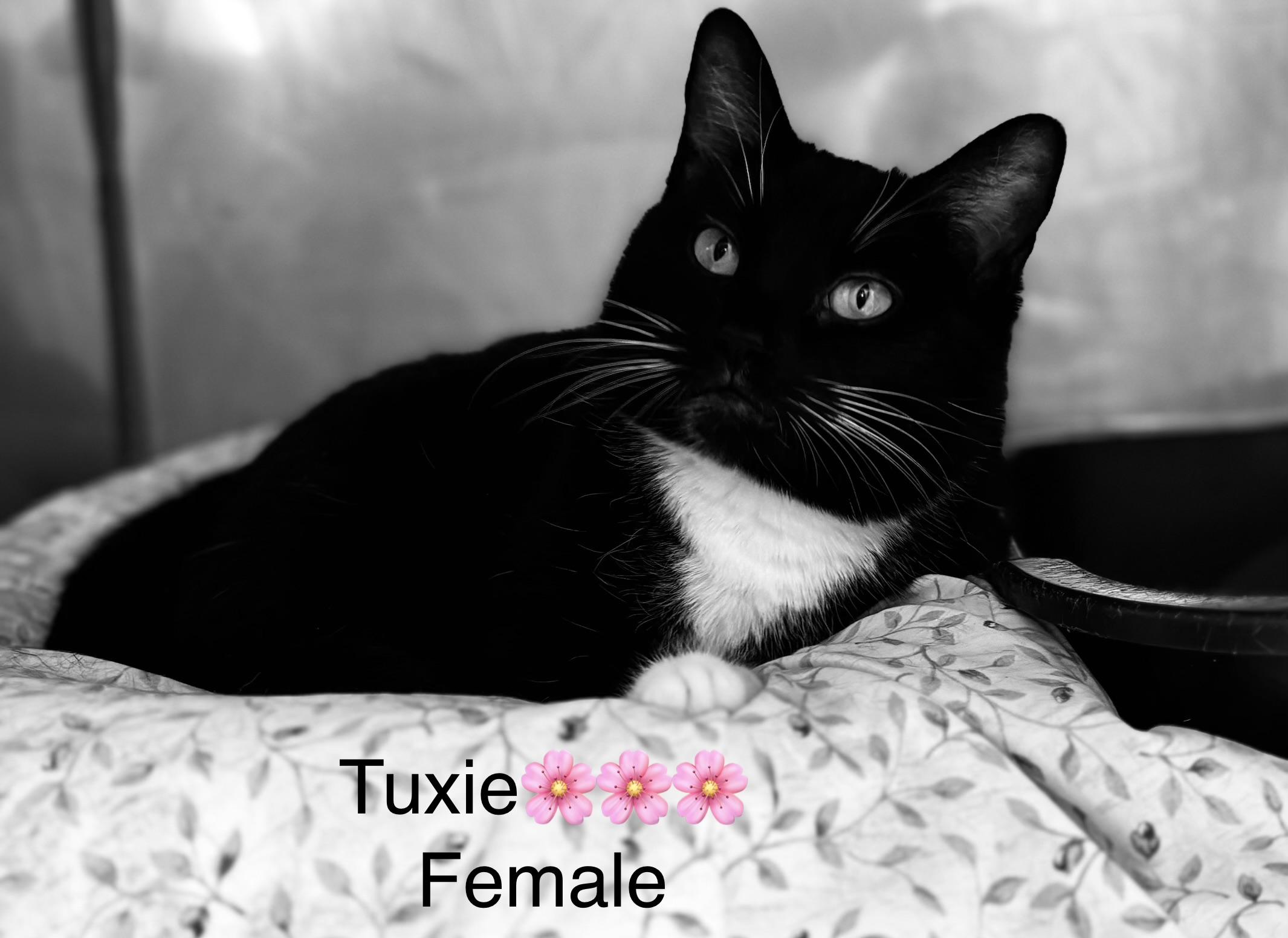 Enlarge Tuxie, a ADOPTABLE mixed breed in Calais, ME image 1/3