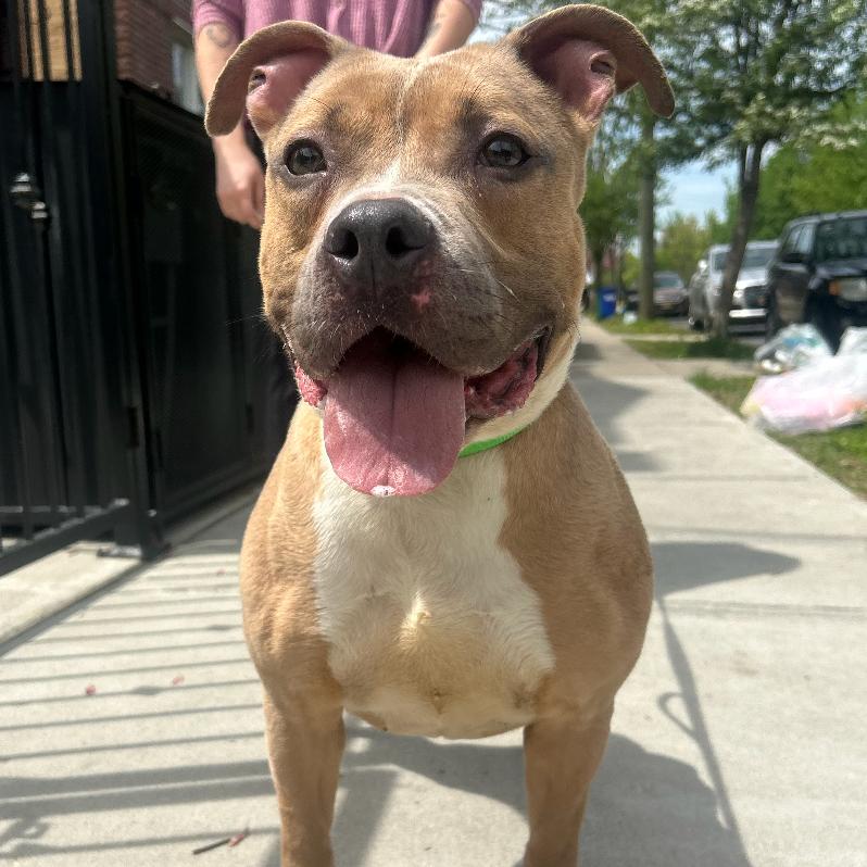 Groovy, a Adoptable Pit Bull Terrier in Oceanside, NY image 2/4