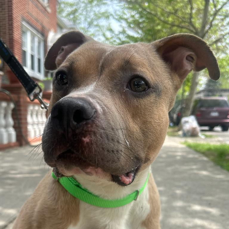 Groovy, a Adoptable Pit Bull Terrier in Oceanside, NY image 3/4