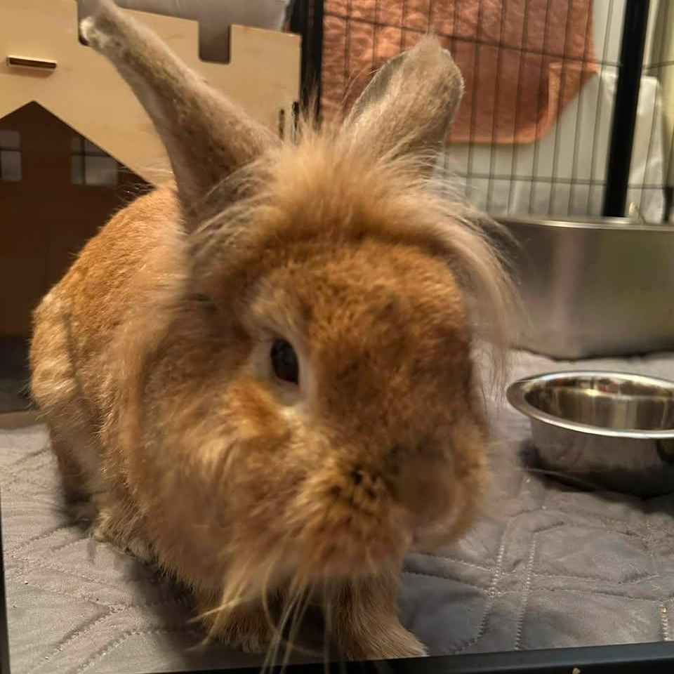 Enlarge Bigsby, a Adopted Lionhead in CHARLOTTE, NC image 2/3