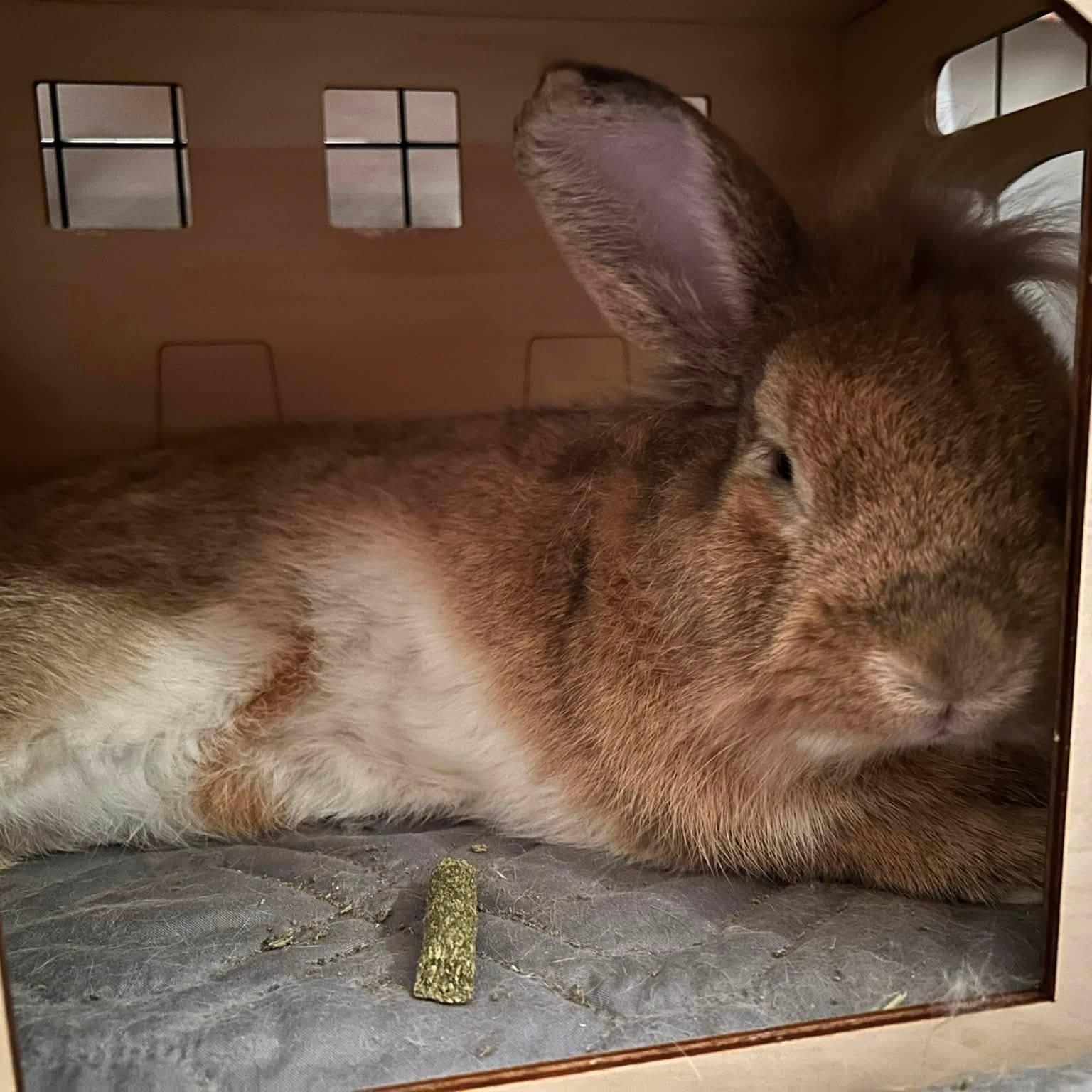 Enlarge Bigsby, a Adopted Lionhead in CHARLOTTE, NC image 3/3
