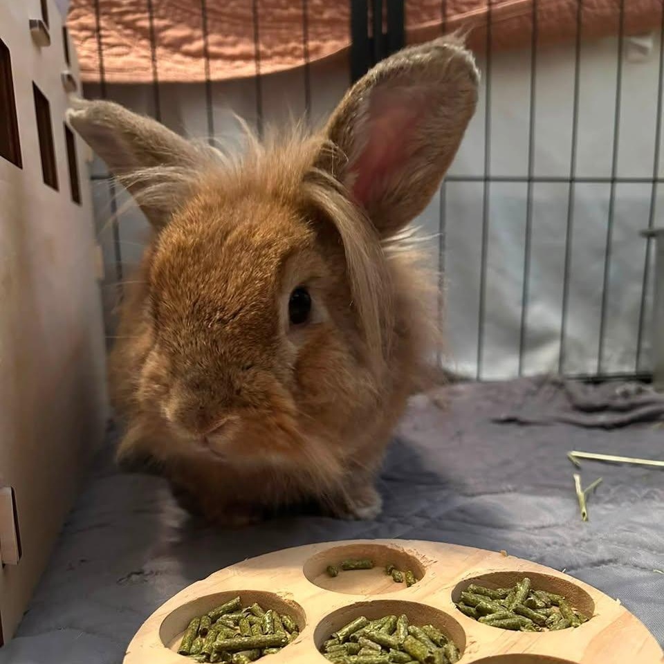 Bigsby, Adopted, Adult Male Lionhead.