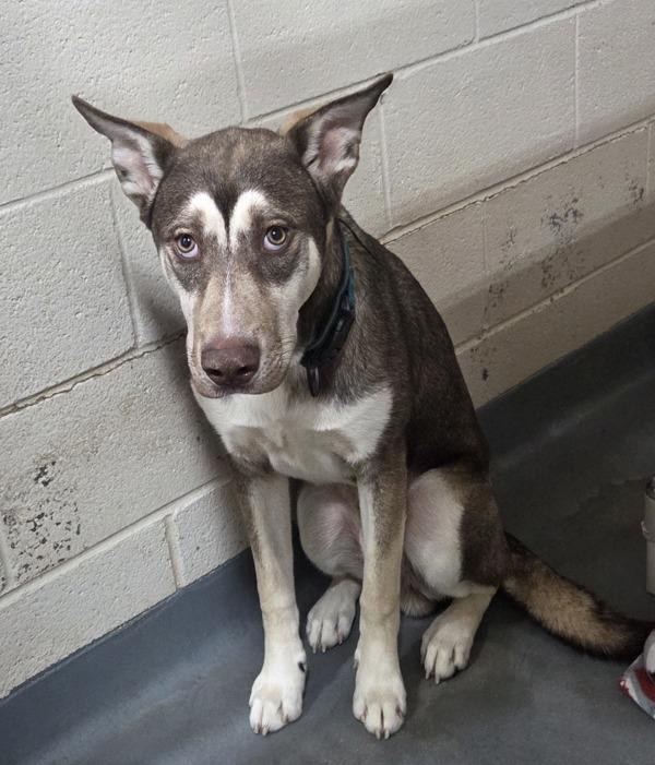 26-03-0810c Elijah, Adoptable, Adult Male Husky.