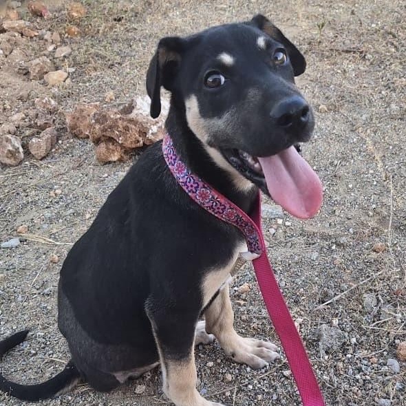 Enlarge Nala, a Adopted mixed breed in Glen Rock, NJ image 5/6