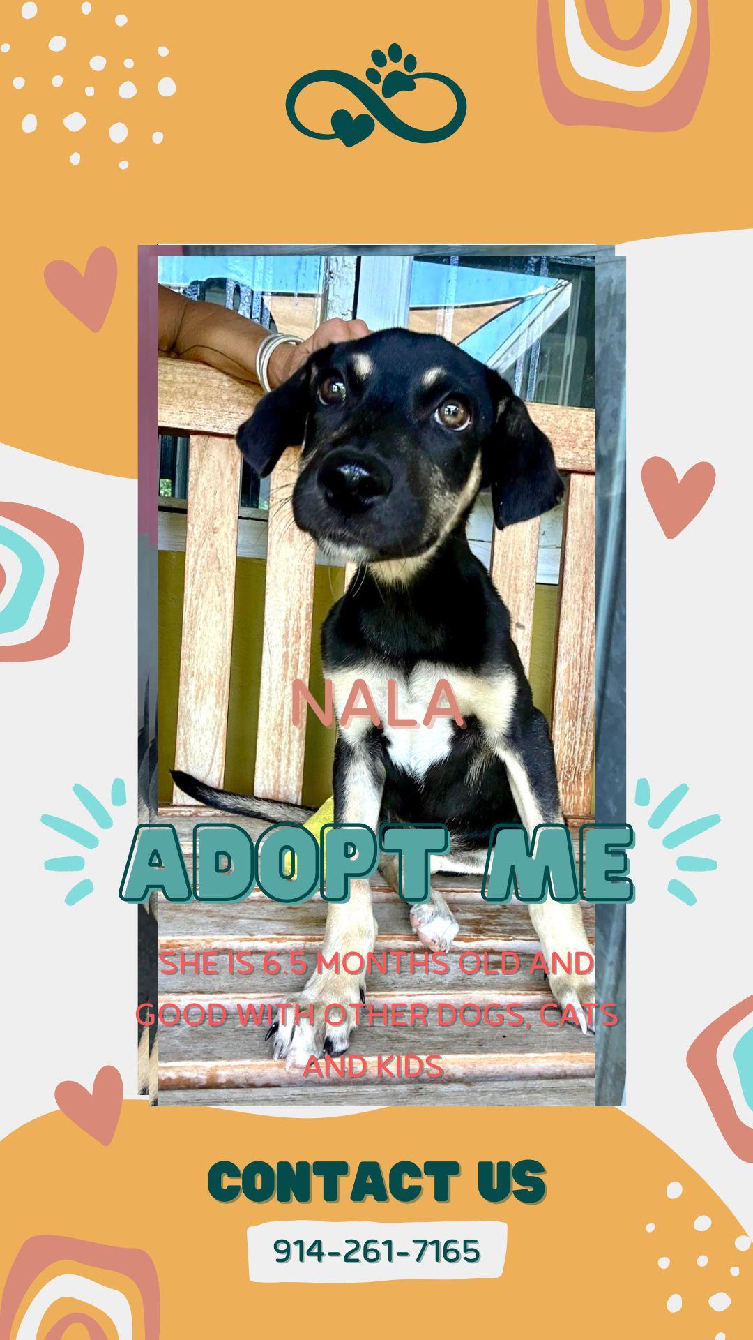 Enlarge Nala, a Adopted mixed breed in Glen Rock, NJ image 2/6