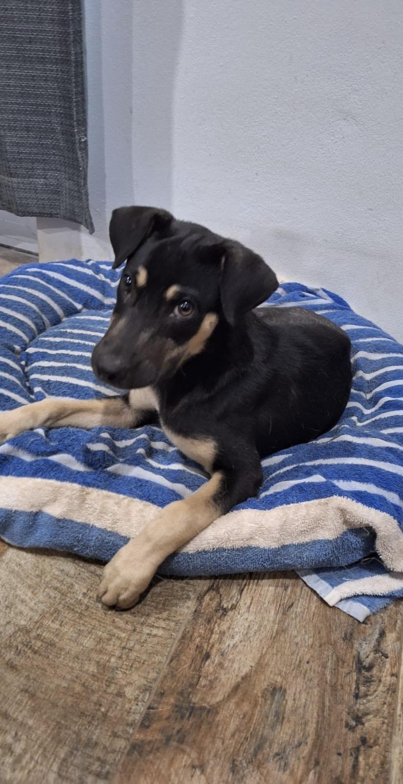 Enlarge Nala, a Adopted mixed breed in Glen Rock, NJ image 4/6