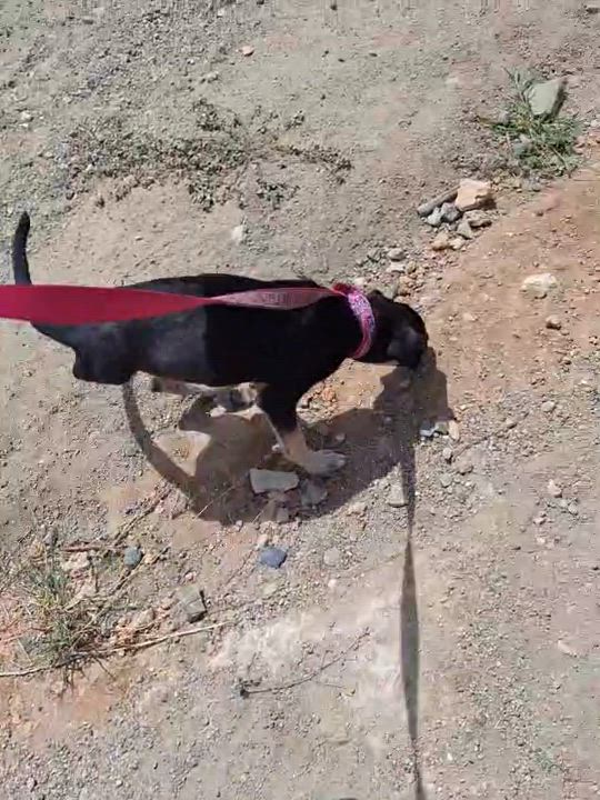 Enlarge Nala, a Adopted mixed breed in Glen Rock, NJ video 6/6