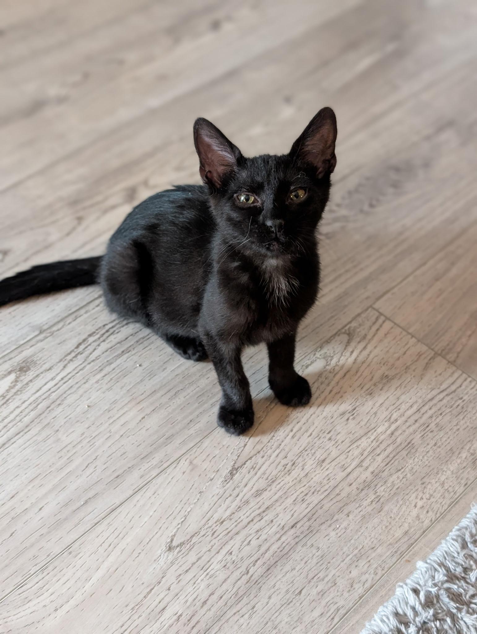 Enlarge Boo, a ADOPTABLE Domestic Short Hair in Staten Island, NY image 1/2
