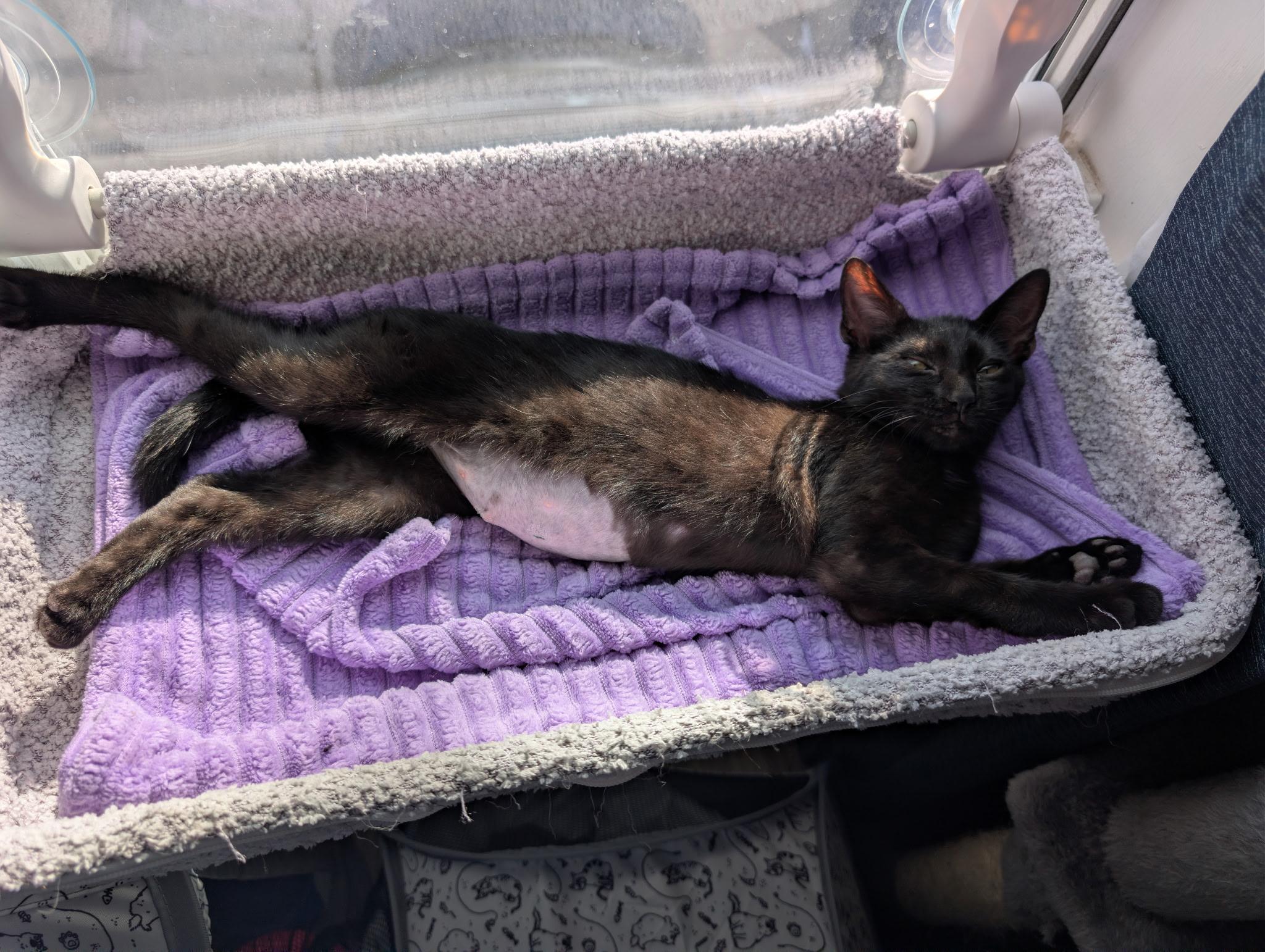 Enlarge Boo, a ADOPTABLE Domestic Short Hair in Staten Island, NY image 2/2