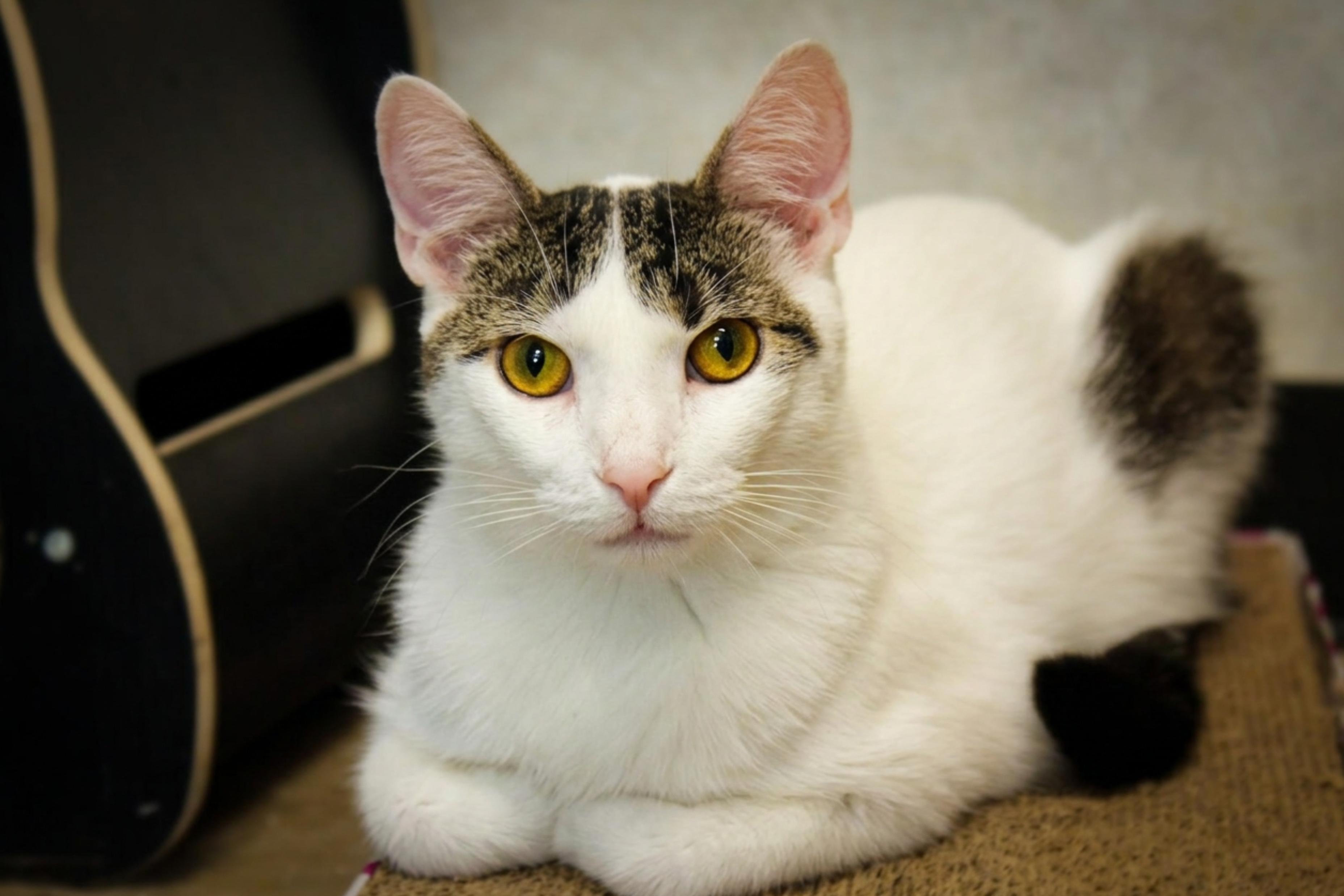 Jasper, Adoptable, Young Male Domestic Short Hair.