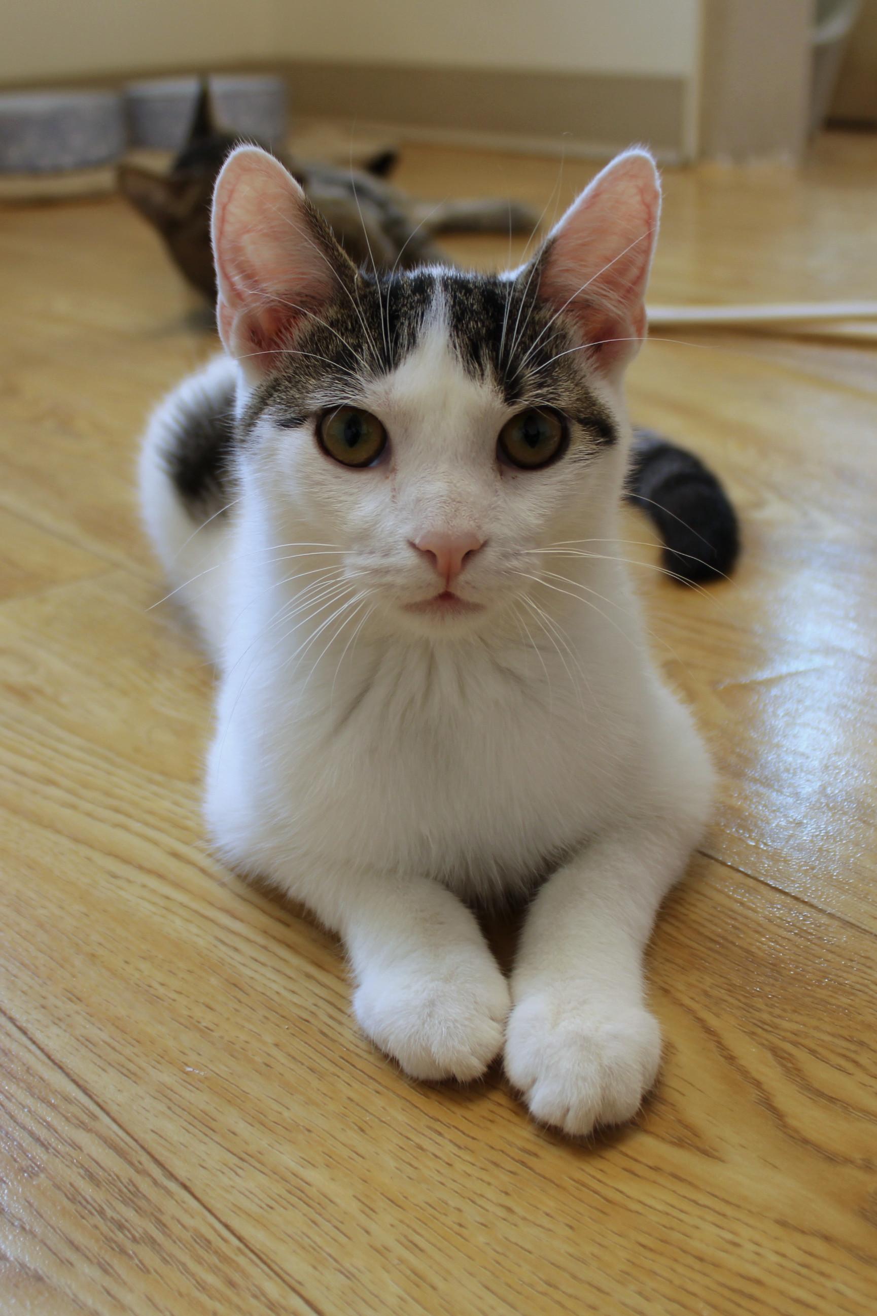 Jasper, a Adoptable Domestic Short Hair in Urbana, OH image 4/6