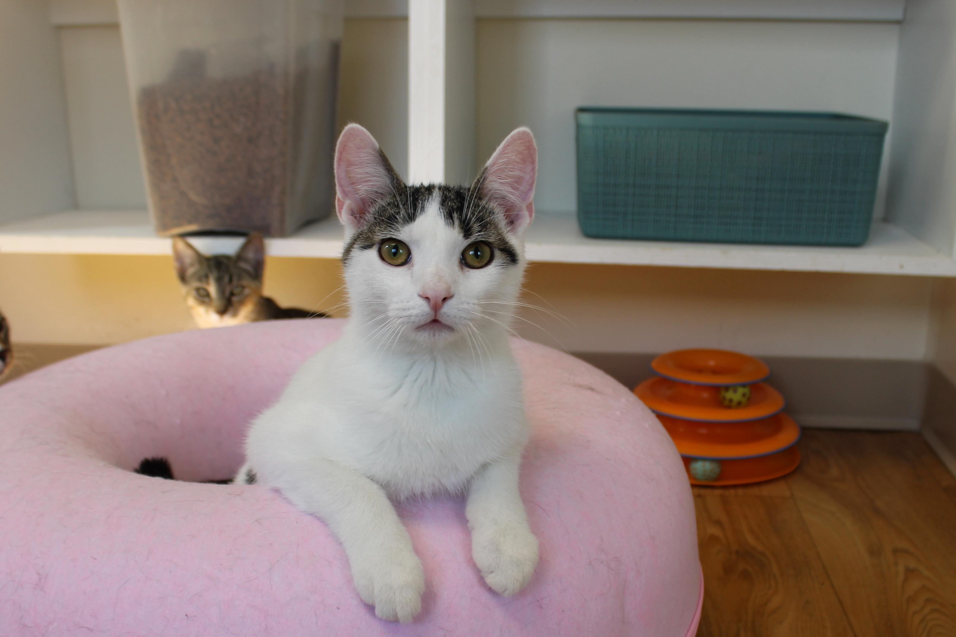 Jasper, a Adoptable Domestic Short Hair in Urbana, OH image 2/6