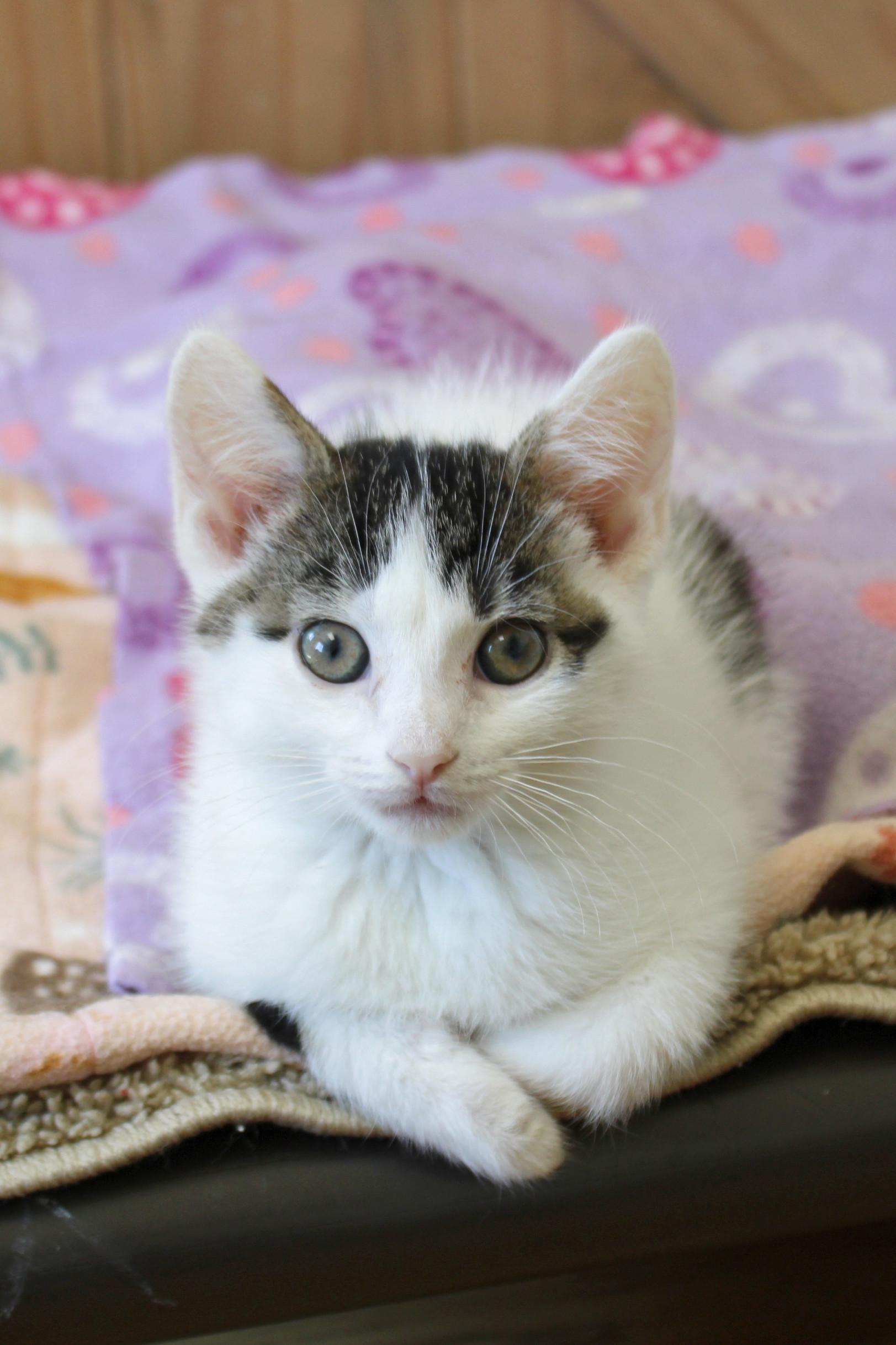 Jasper, Adoptable, Young Male Domestic Short Hair.