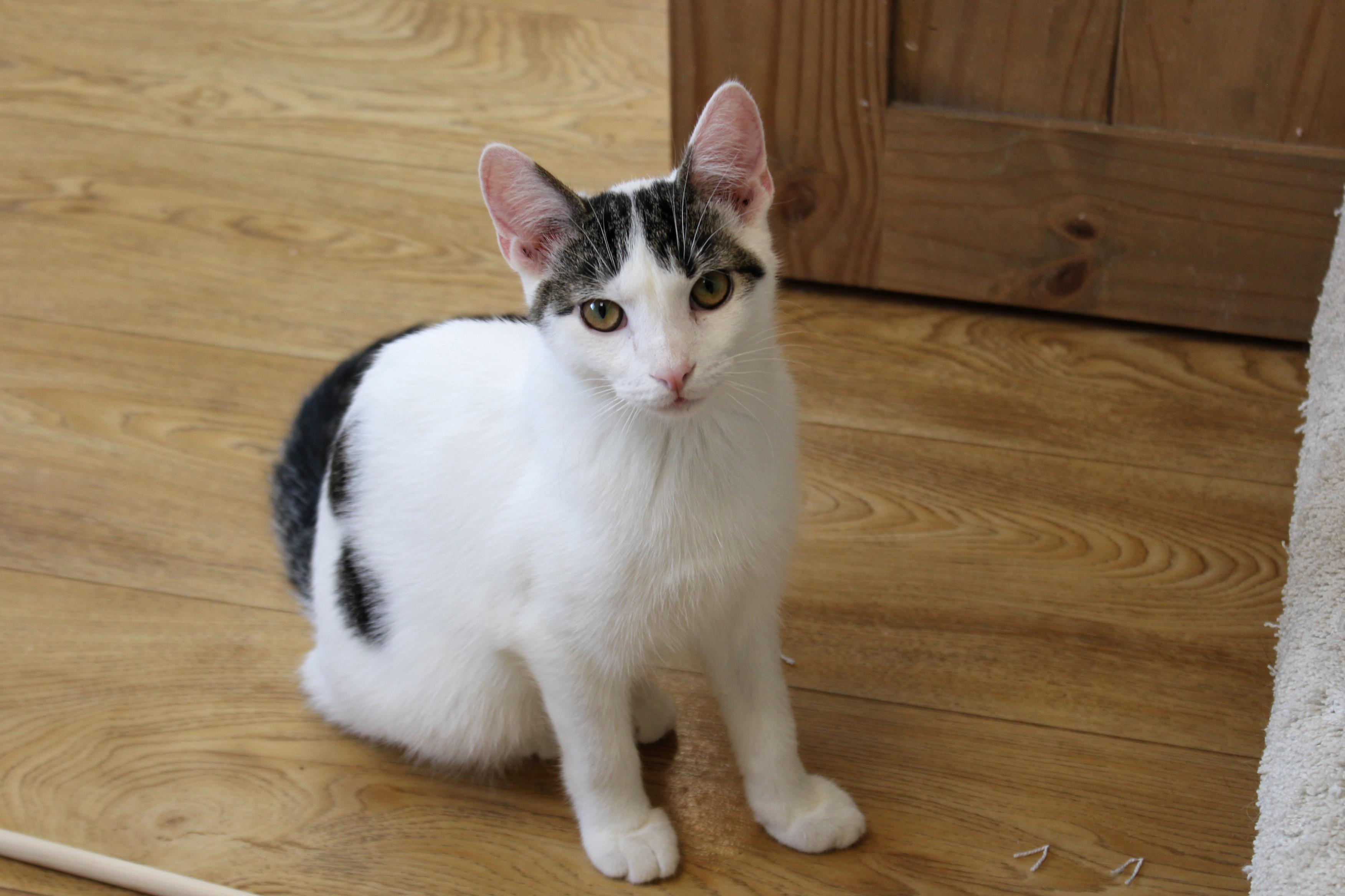 Jasper, Adoptable, Young Male Domestic Short Hair.