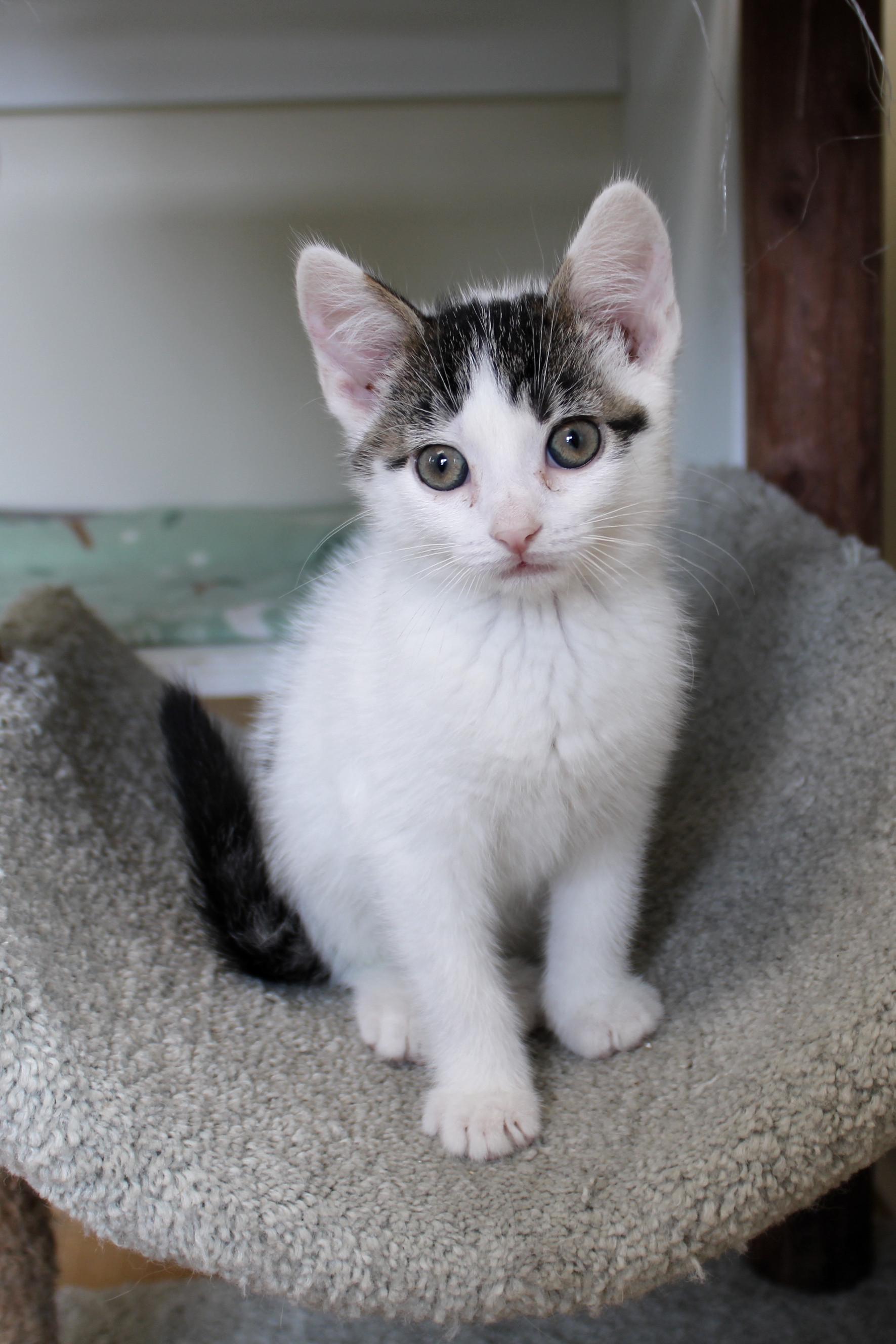Jasper, a Adoptable Domestic Short Hair in Urbana, OH image 6/6