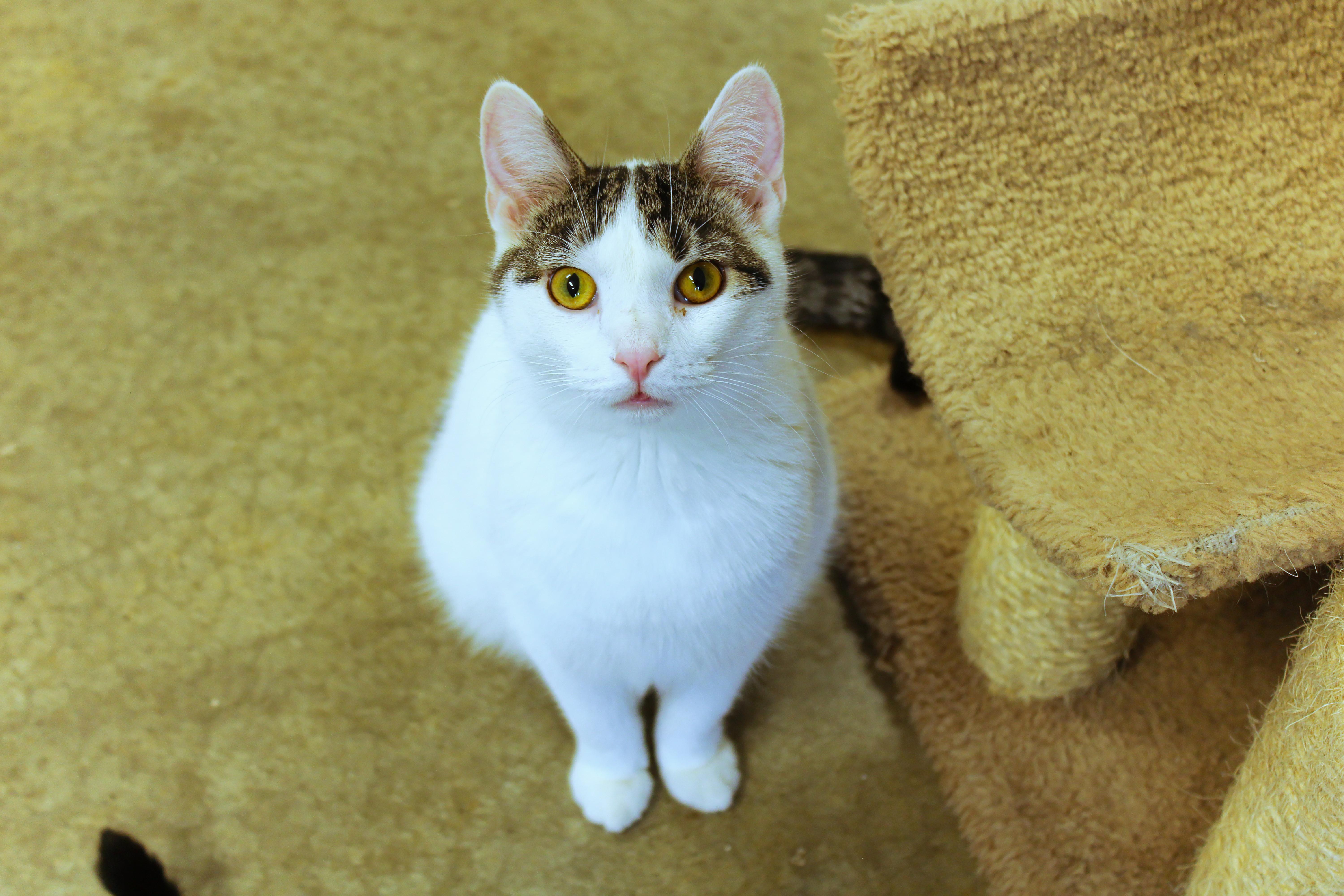 Jasper, Adoptable, Young Male Domestic Short Hair.