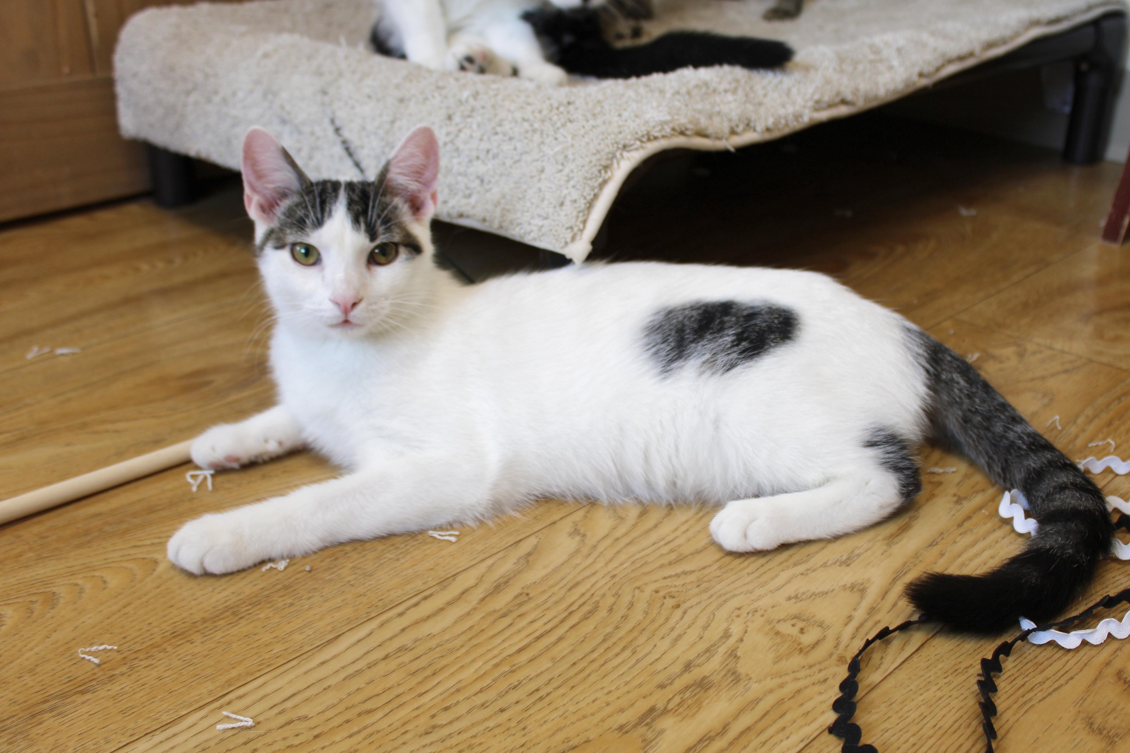 Jasper, a Adoptable Domestic Short Hair in Urbana, OH image 3/6