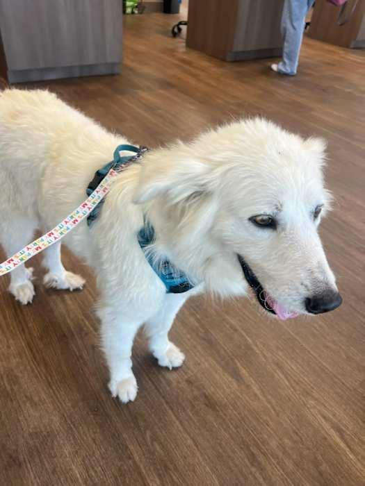 Enlarge Tilly, a ADOPTABLE mixed breed in Boise, ID image 2/4
