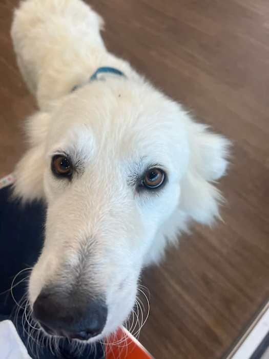 Enlarge Tilly, a ADOPTABLE mixed breed in Boise, ID image 3/4