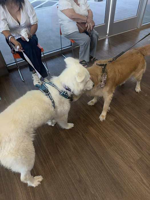 Enlarge Tilly, a ADOPTABLE mixed breed in Boise, ID image 4/4