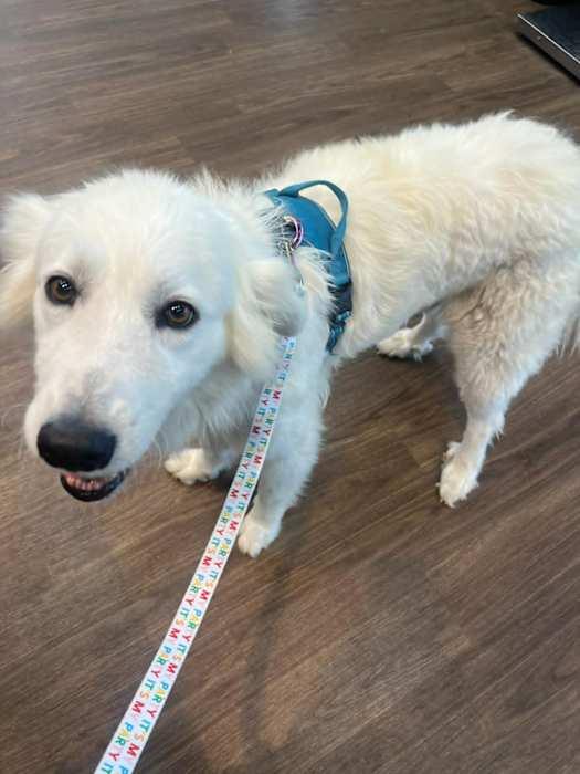 Tilly, ADOPTABLE, Young Female Golden Retriever.
