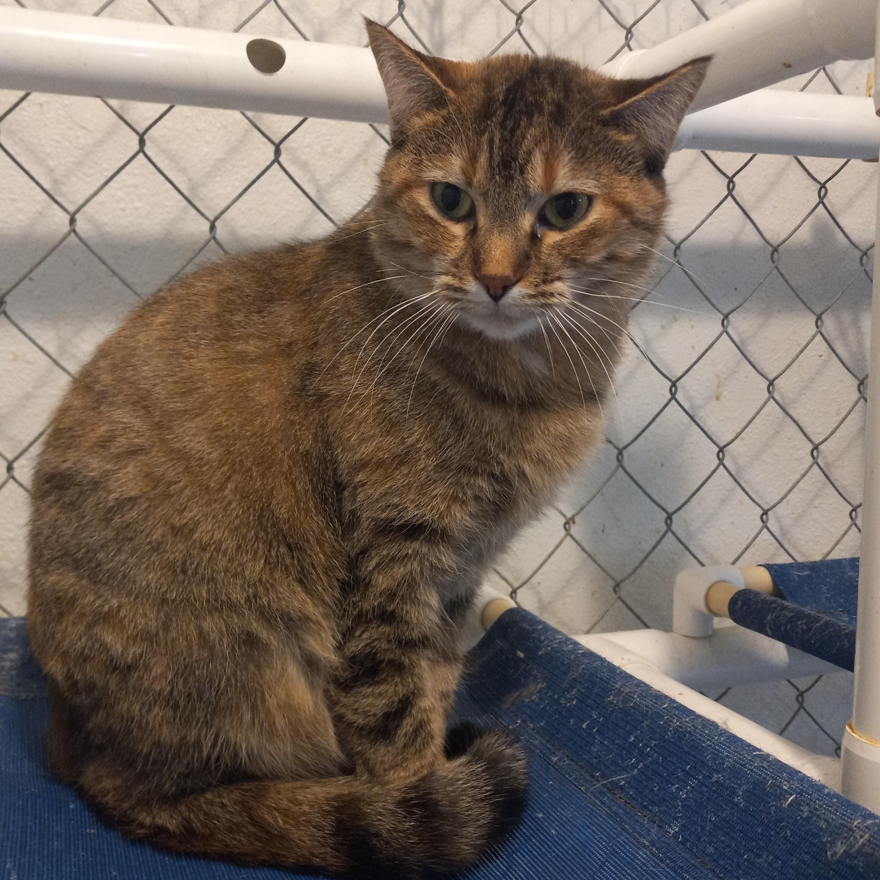Pixie, a Adoptable Domestic Short Hair in Iowa Falls, IA image 1/4