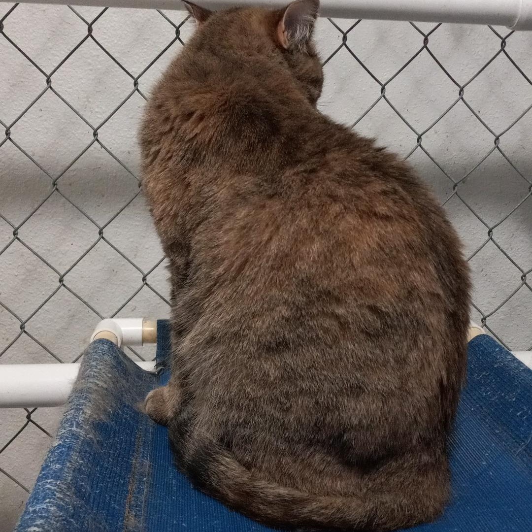 Pixie, a Adoptable Domestic Short Hair in Iowa Falls, IA image 2/4