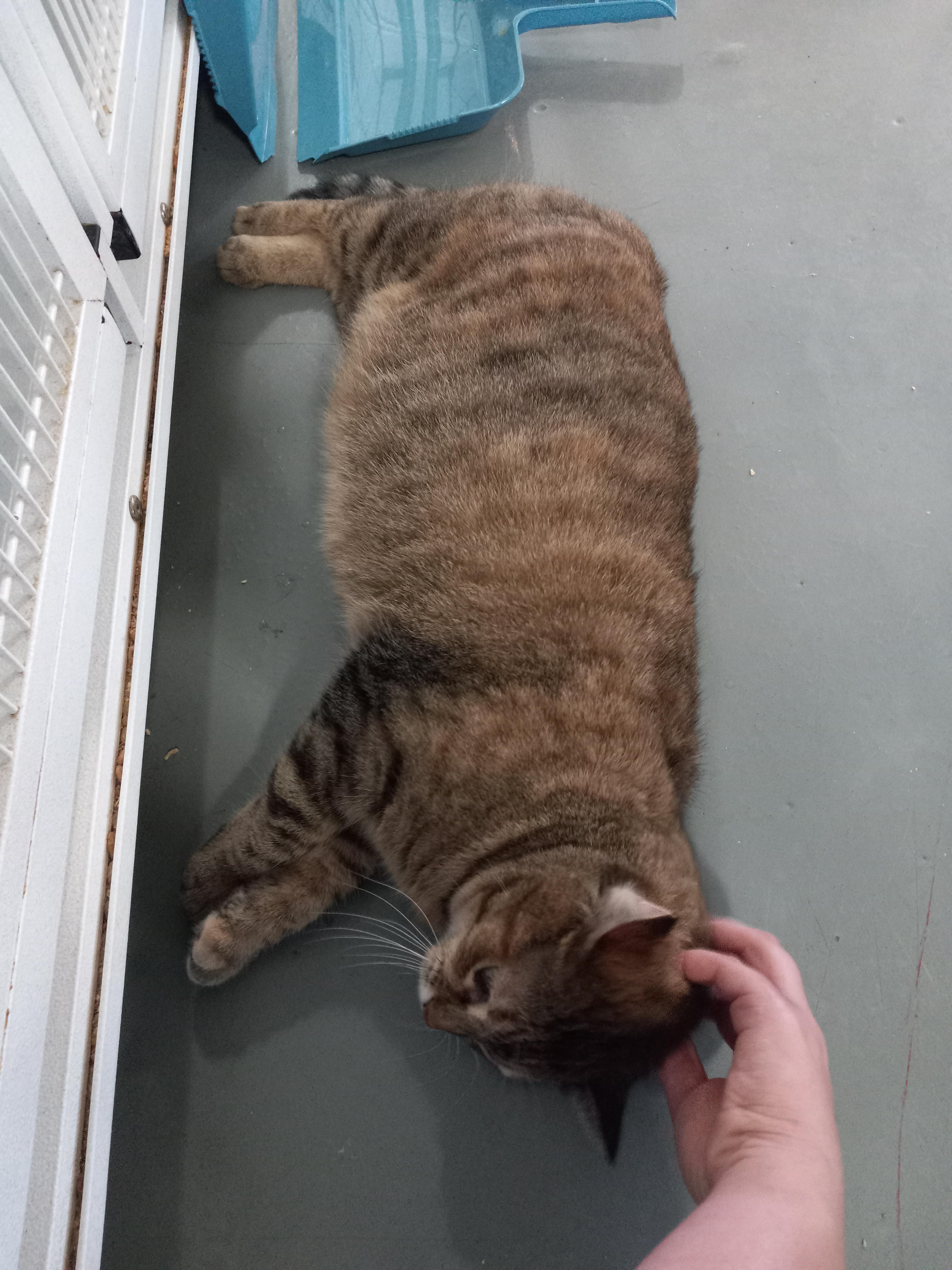 Pixie, a Adoptable Domestic Short Hair in Iowa Falls, IA image 3/4