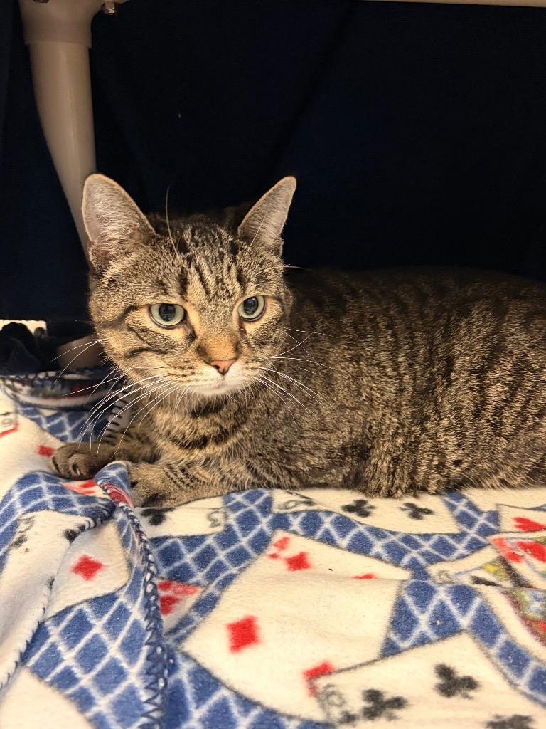 Lilly, Adoptable, Adult Female Domestic Short Hair.