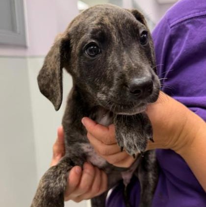 Ken, adopted, Puppy Male Mixed Breed.