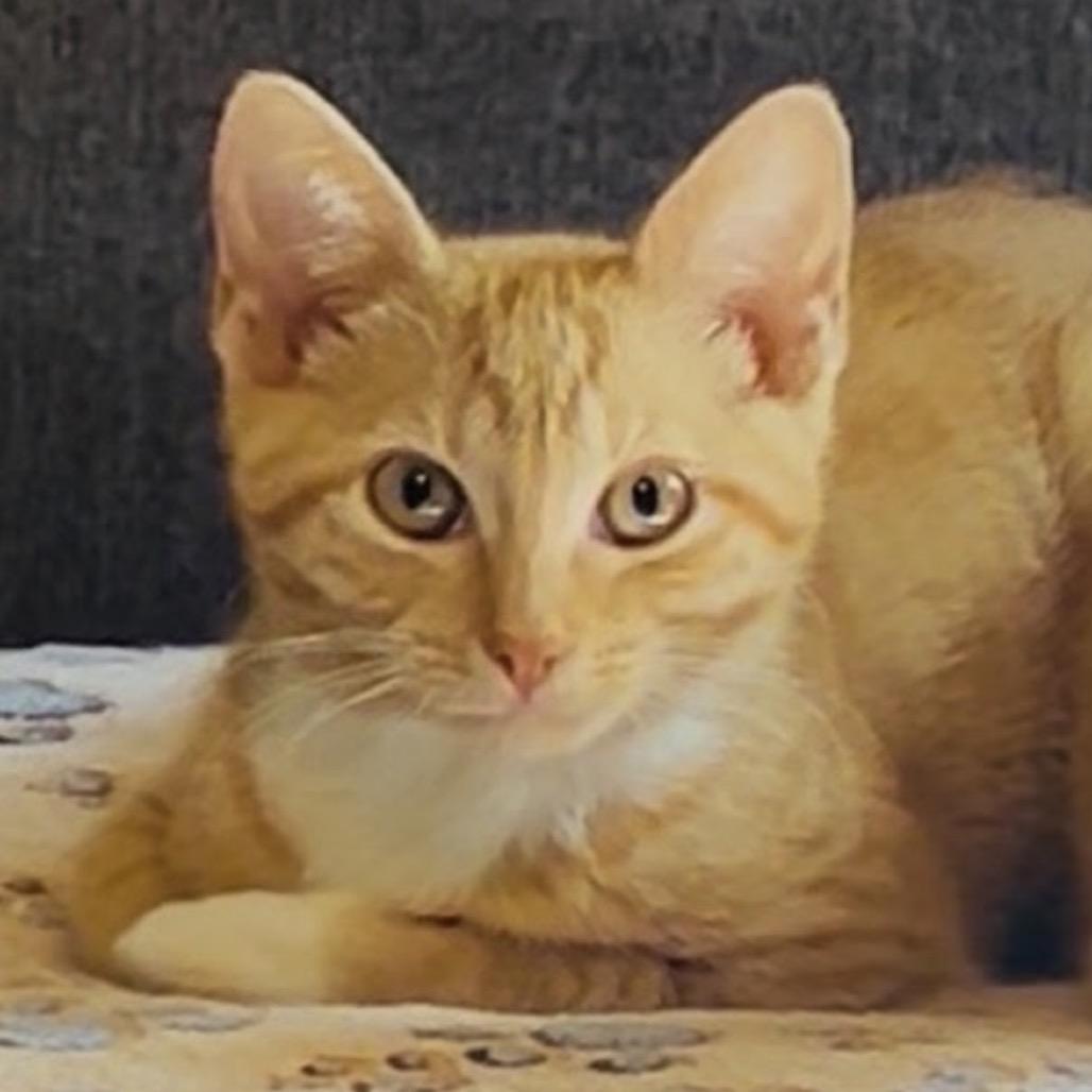 Enlarge GinGin, a ADOPTABLE Domestic Short Hair in Nantucket, MA image 1/1