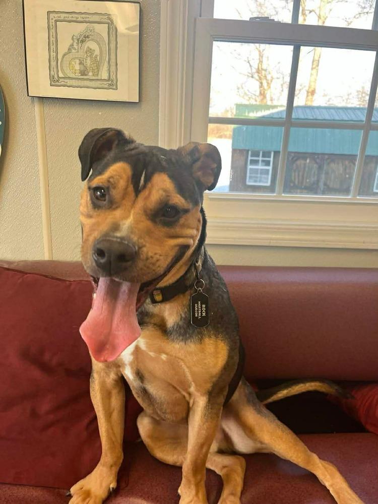 Enlarge Rocky, a Adoptable mixed breed in Osgood, IN image 1/4