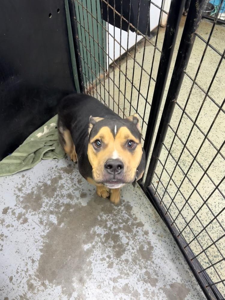 Enlarge Rocky, a Adoptable mixed breed in Osgood, IN image 1/1