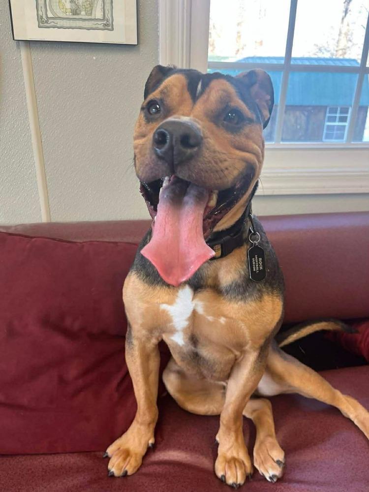 Enlarge Rocky, a Adoptable mixed breed in Osgood, IN image 3/4