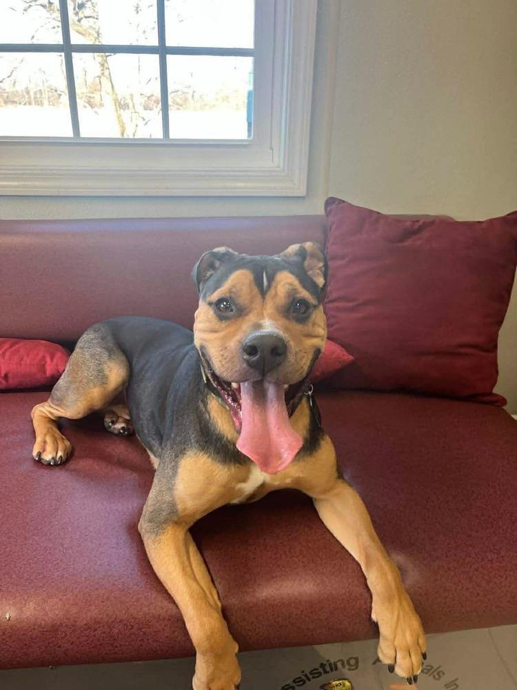 Enlarge Rocky, a Adoptable mixed breed in Osgood, IN image 4/4